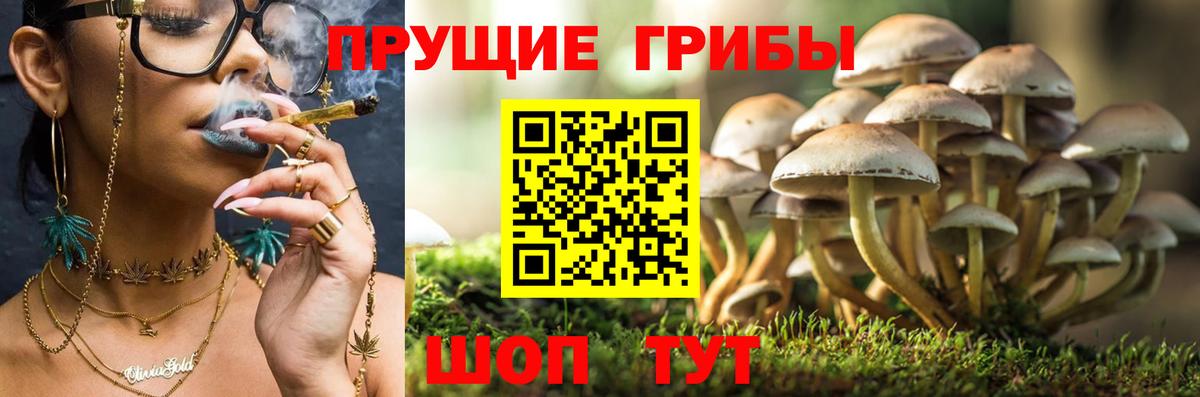 Псилоцибиновые грибы Psilocybe Воткинск